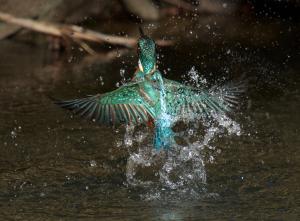 La imagen de un ´martín pescador´ saliendo del agua en el río Carrión, ganadora del VII Concurso Fotográfico de la CHD